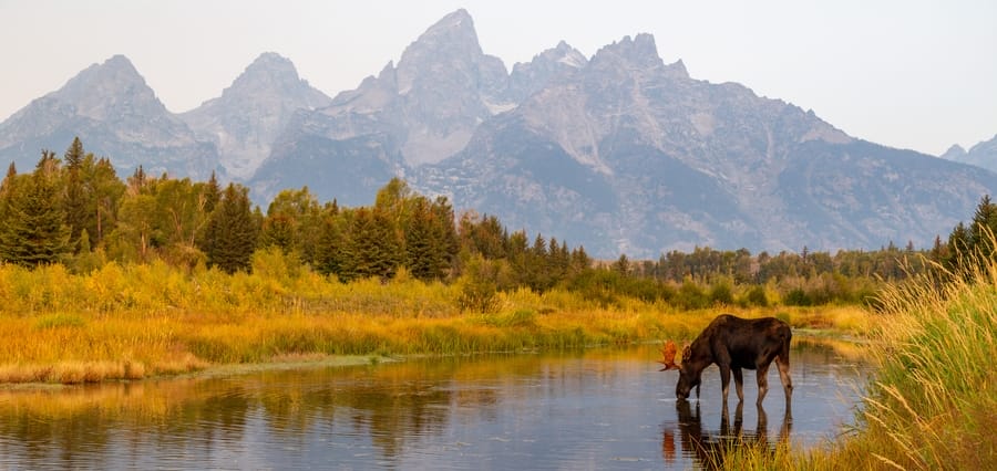 watch the largest herds of bison in grand teton