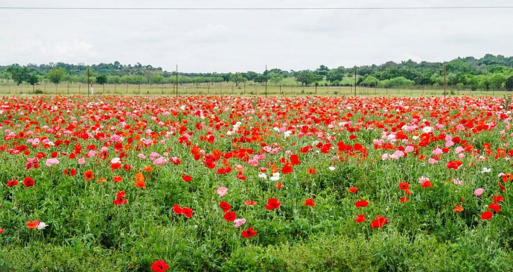 Texas Hill Country Flowers