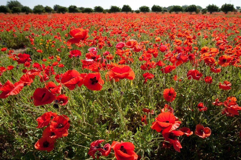 fredericksburg flower field