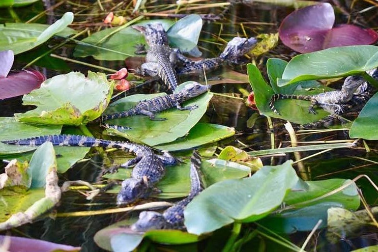 Baby Alligators: Everglades National Park