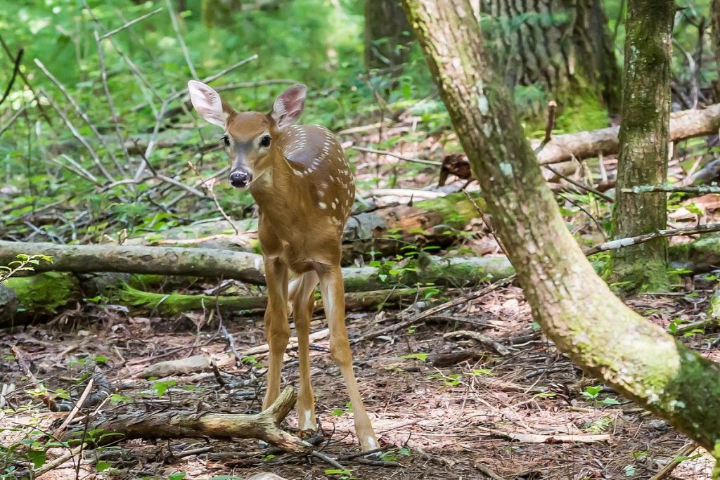 Fawn in Cade's Cove: Great Smoky Mountains National Park