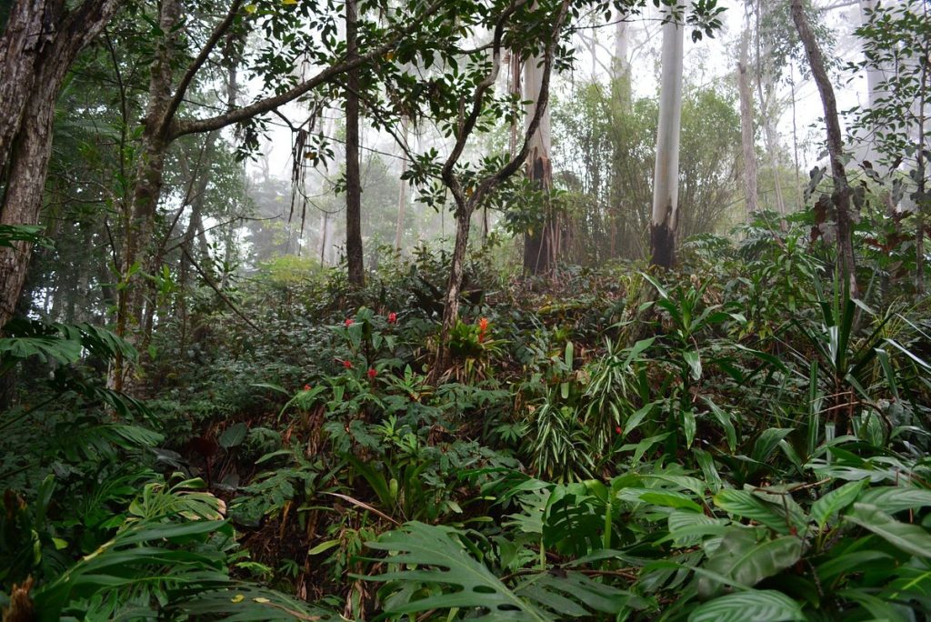 Kona Cloud Forest Sanctuary Accommodations in Kailua Kona