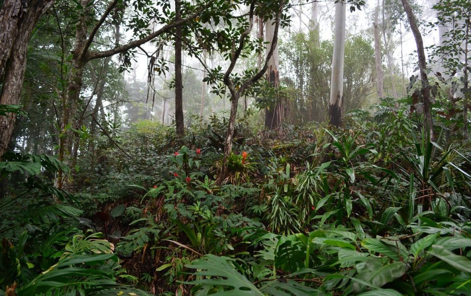 Kona Cloud Forest Sanctuary Accommodations in Kailua Kona