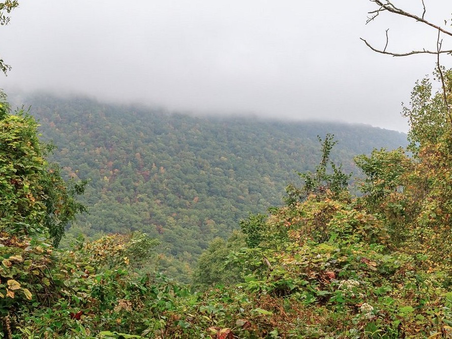 joyce kilmer memorial forest's ancient traditions