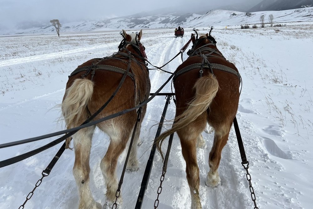 National Elk Refuge Sleigh Ride