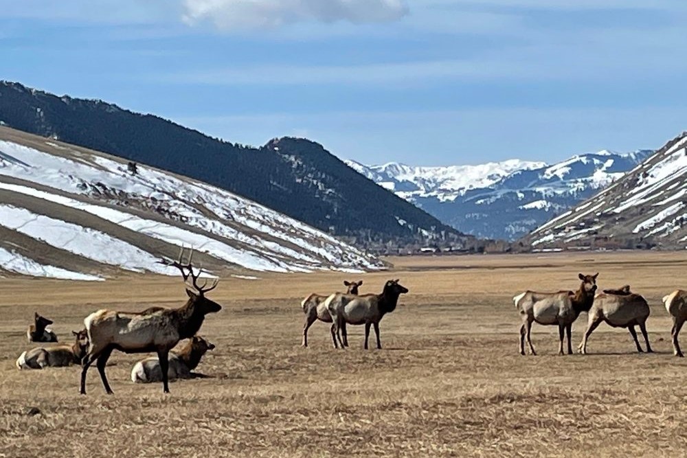 National Elk Refuge