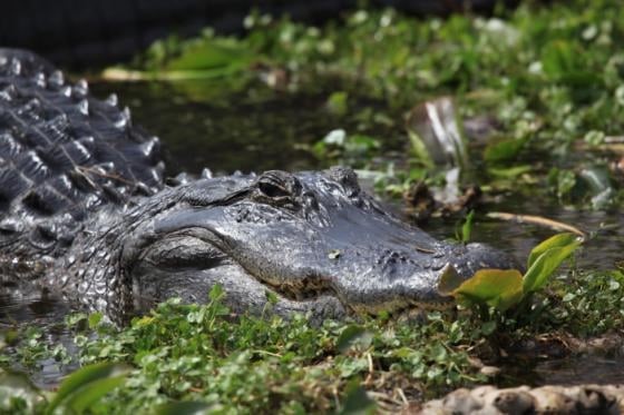 Grape Hammock Alligator