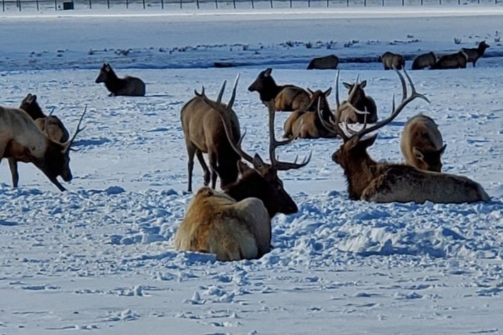 National Elk Refuge With Snow