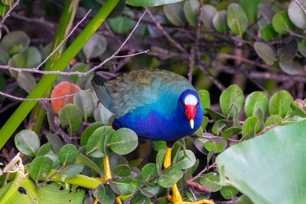 Purple Gallinule: Everglades National Park