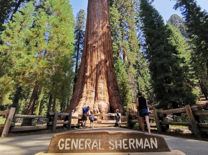 largest tree in the world