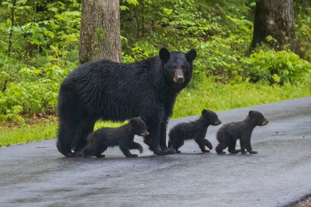 black bear family