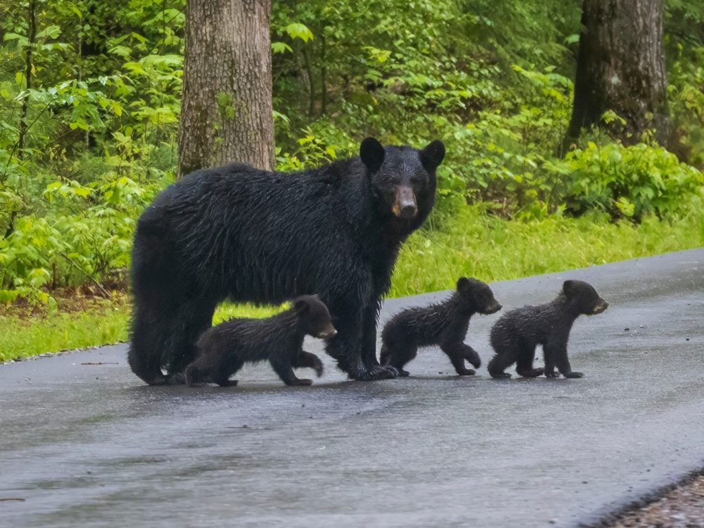 black bear family