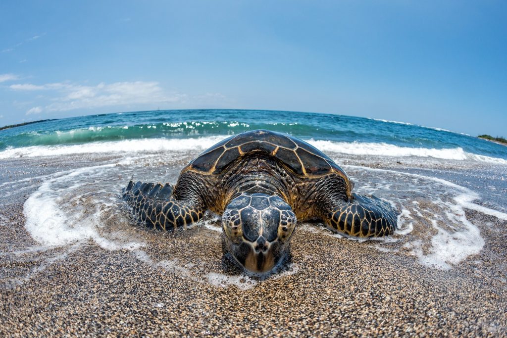 sweet spot for sea turtles