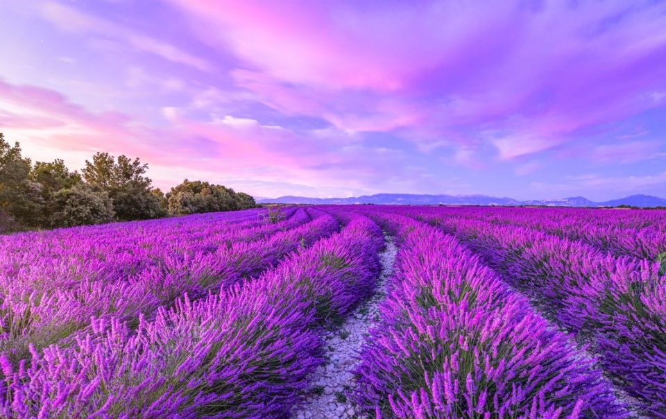 Lavender Fields