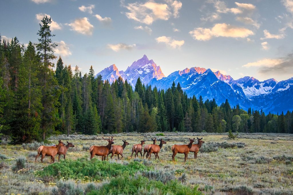 National Elk Refuge