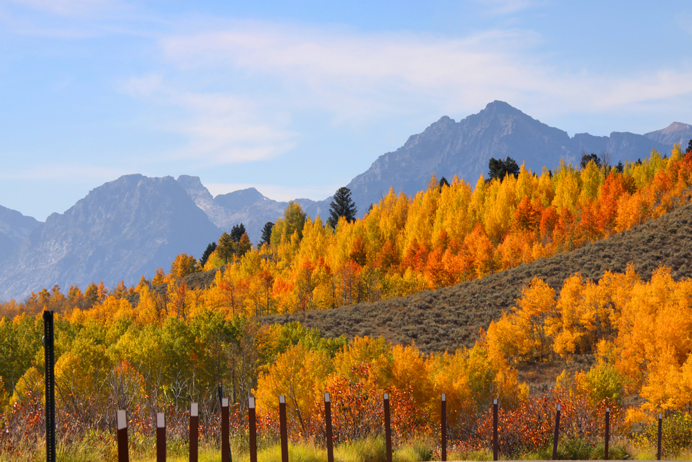 Jackson Hole Fall Foliage