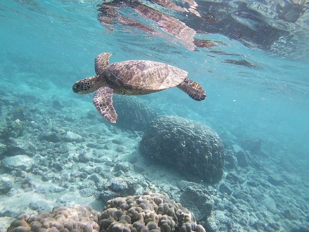 Kahalu'u Beach Park things to do in kailua kona