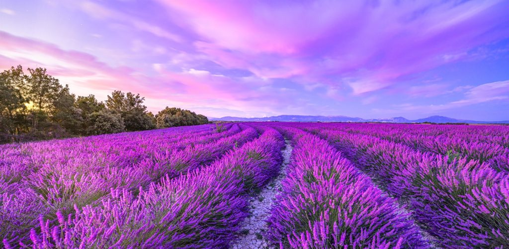 lavender fields