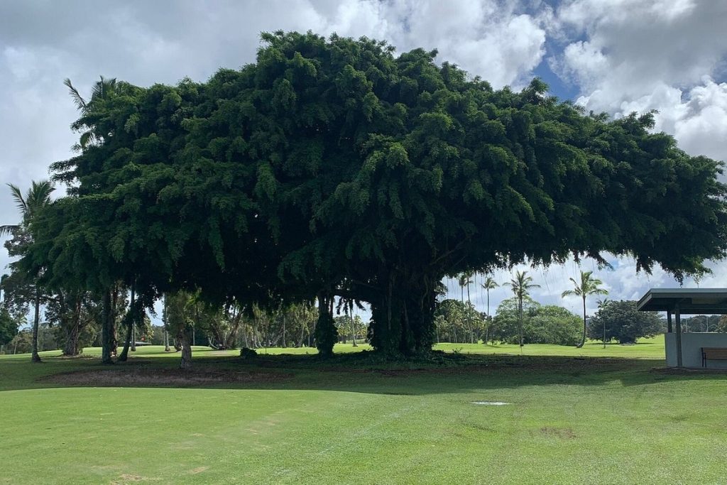 Hilo Municipal Golf tree