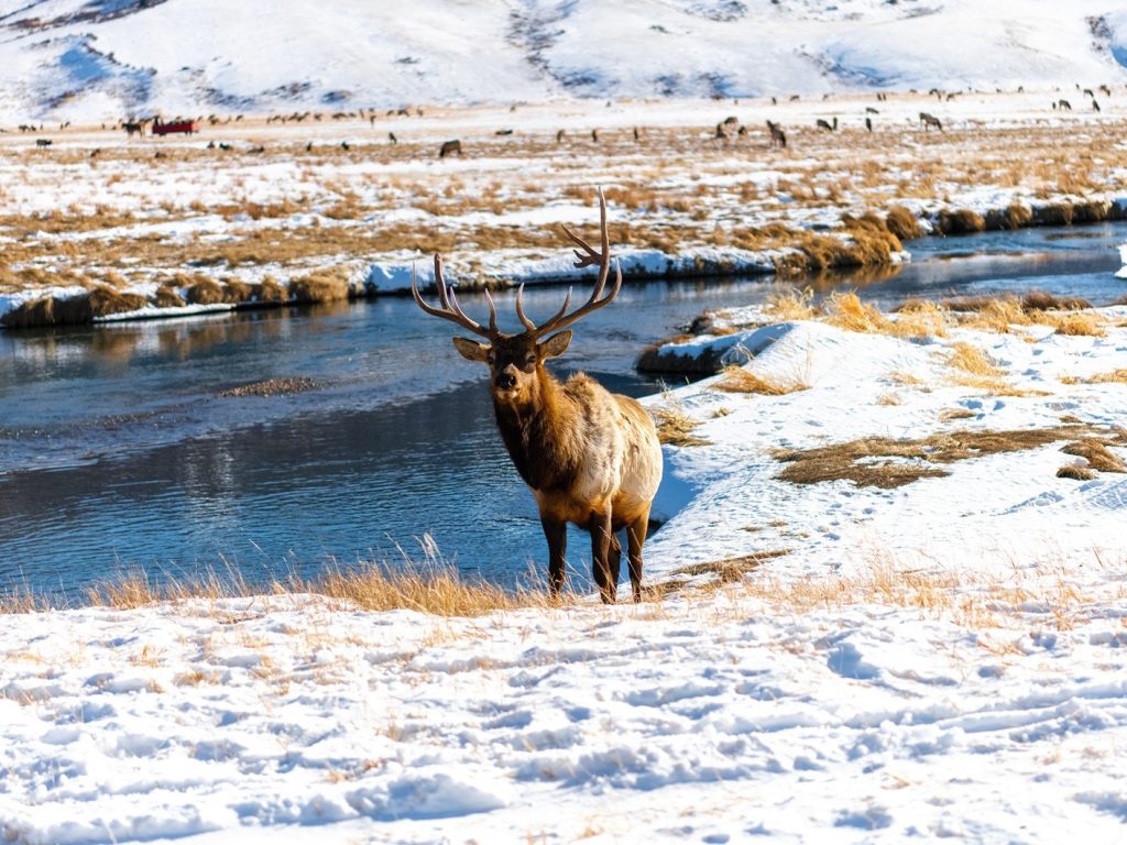 elk refuge