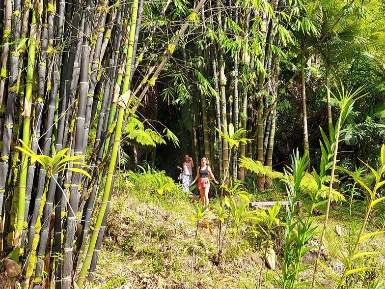 Kulaniapia Falls bamboo forest