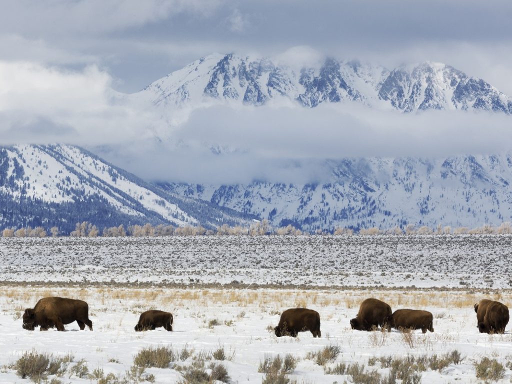 bison at grand teton national park