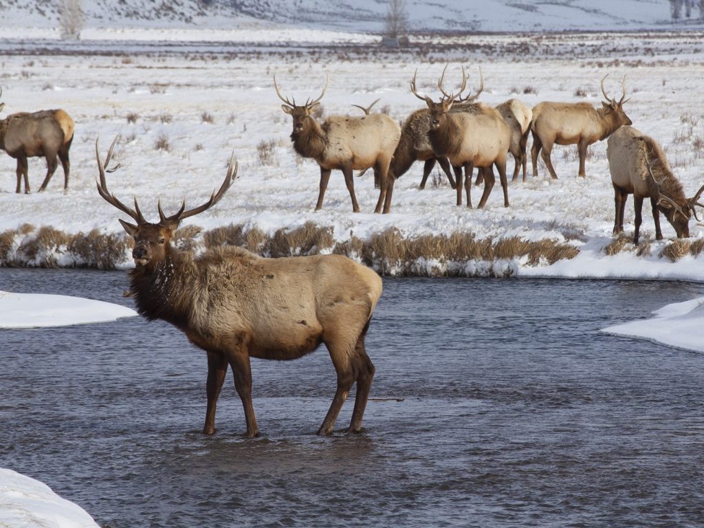 national elk refuge, best things to do in jackson hole