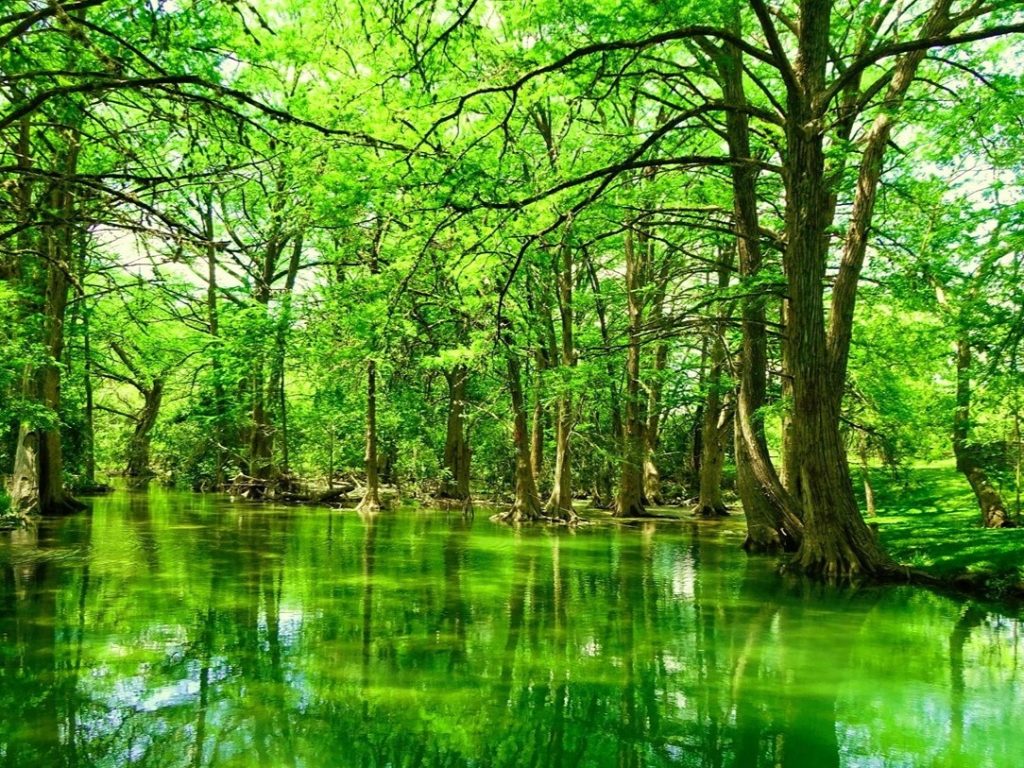 Blue Hole Regional Park lush greenery