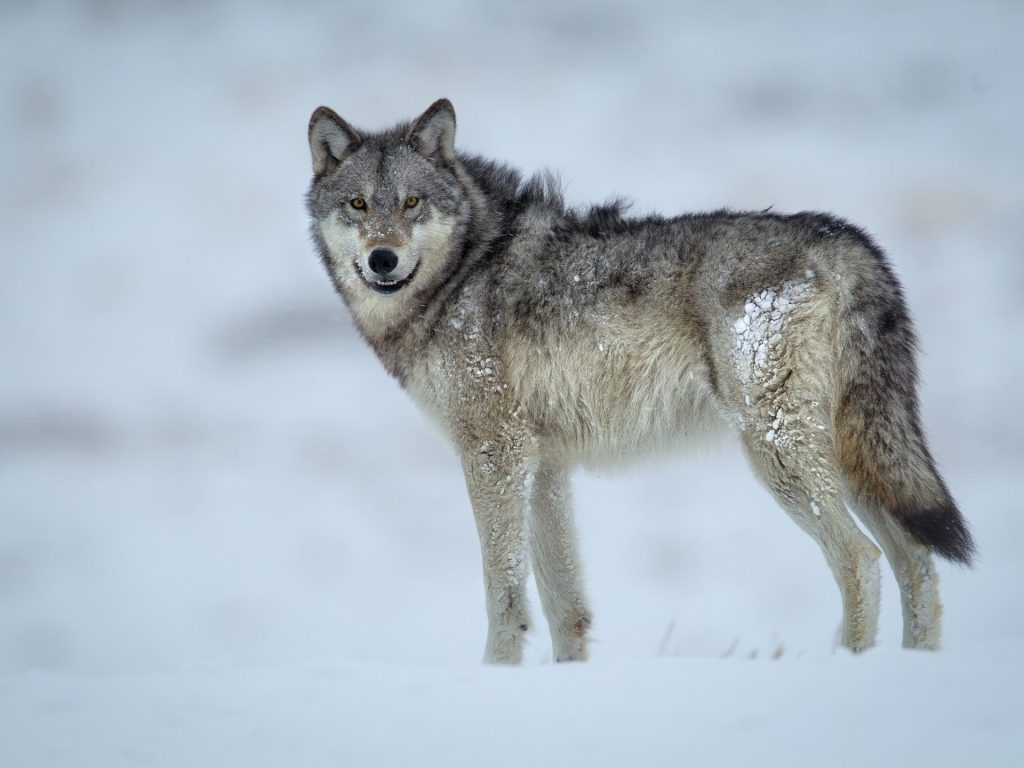 gray wolf in yellowstone