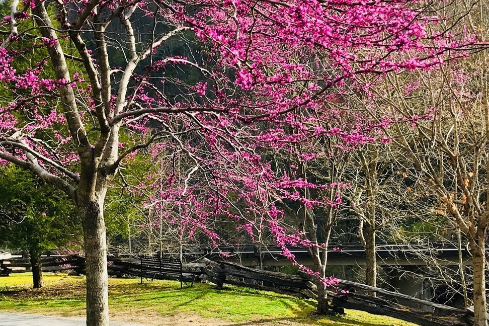 Robbinsville, North Carolina tree