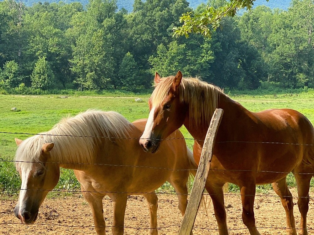 horses in great smoky mountains