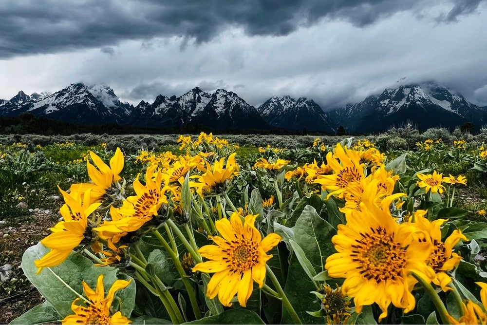 Spring: Best Time to Visit Jackson Hole, Wyoming for Wildflowers