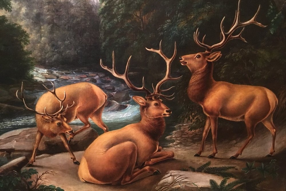 National Museum of Wildlife Art