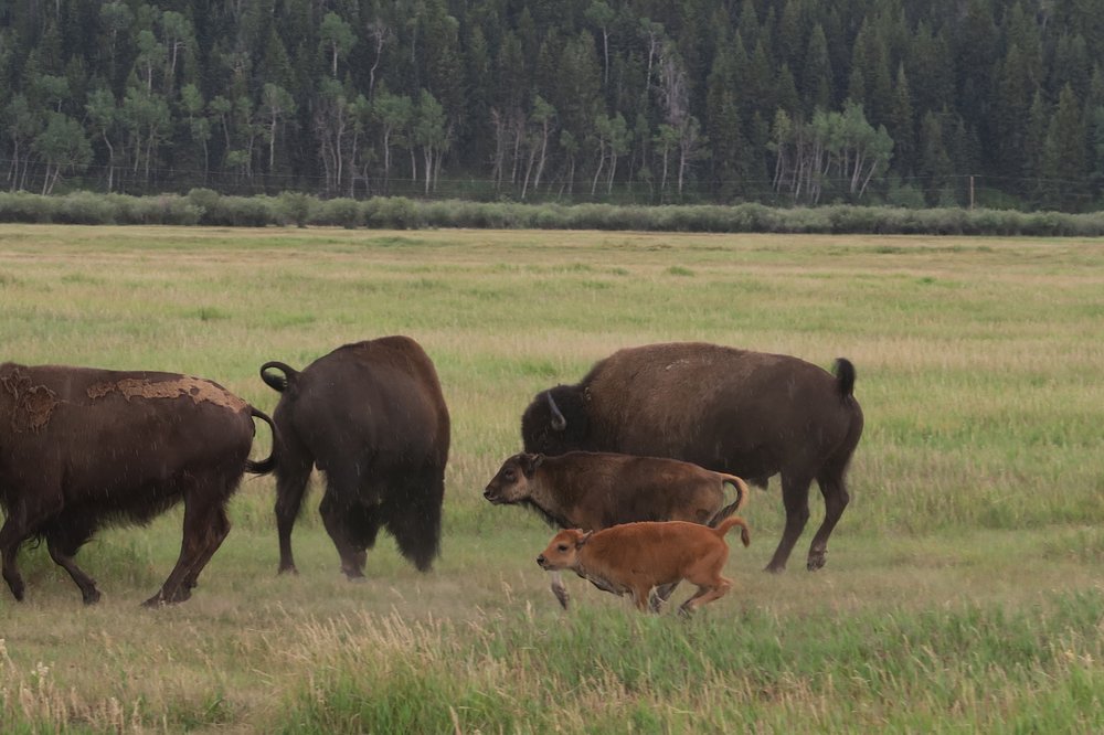 Spring: Best Time to Visit Jackson Hole, Wyoming to See Baby Animals