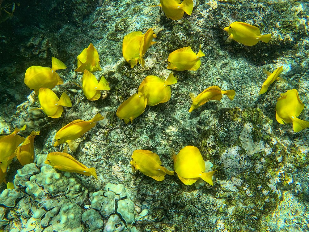 tropical fish at Kealakekua Bay State Historical Park