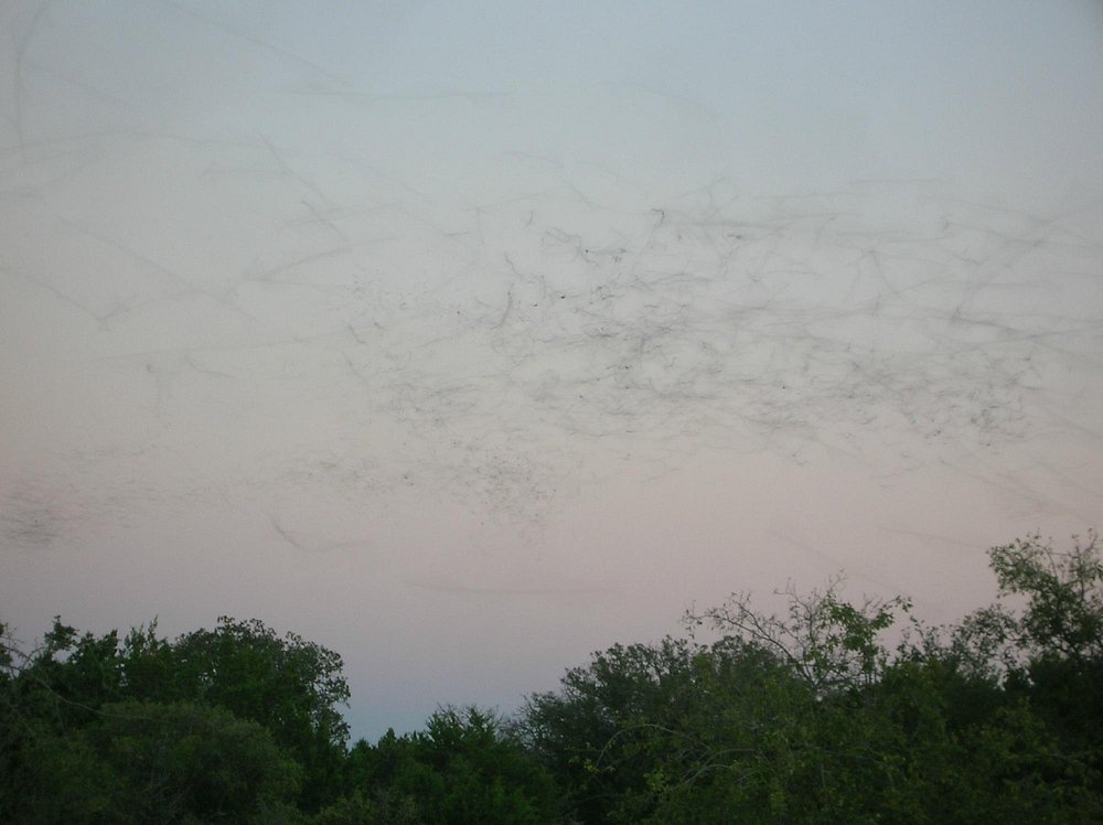 bats at devil's sinkhole