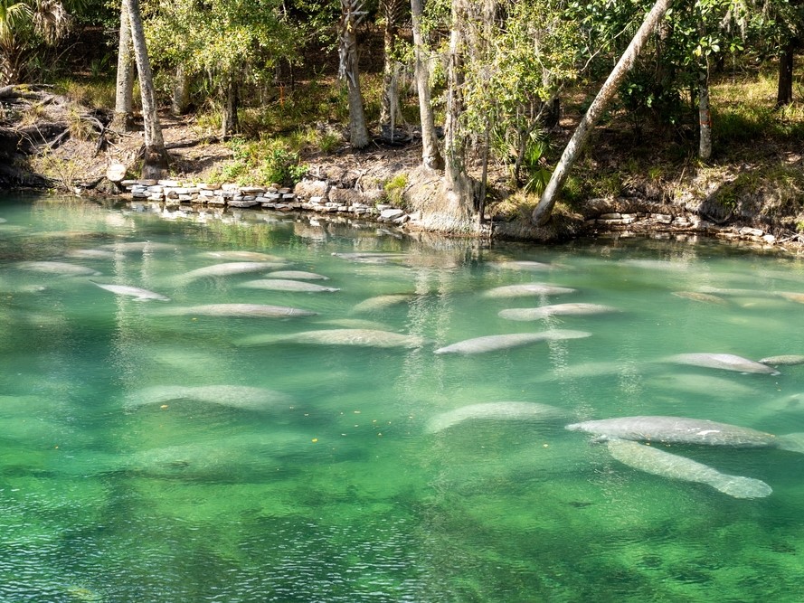 Best Winter Vacations in the US: Blue Springs in Central Florida