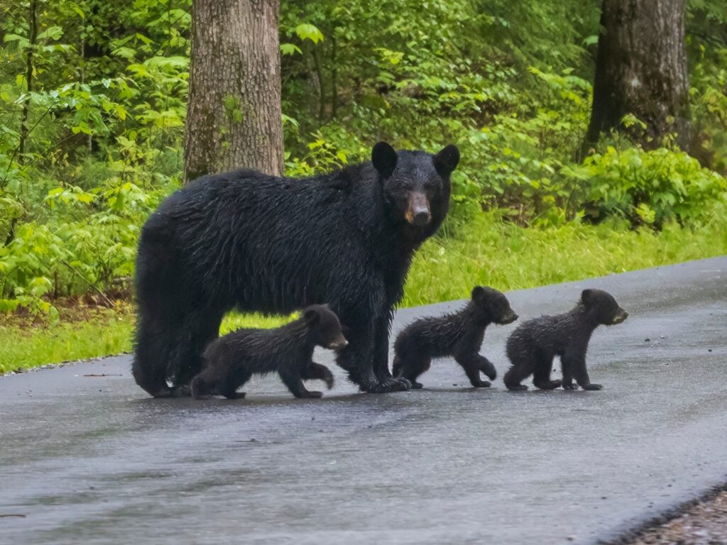 black bear and cubs 