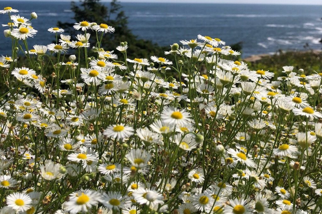 flowers near seven mile beach at kennebunkport