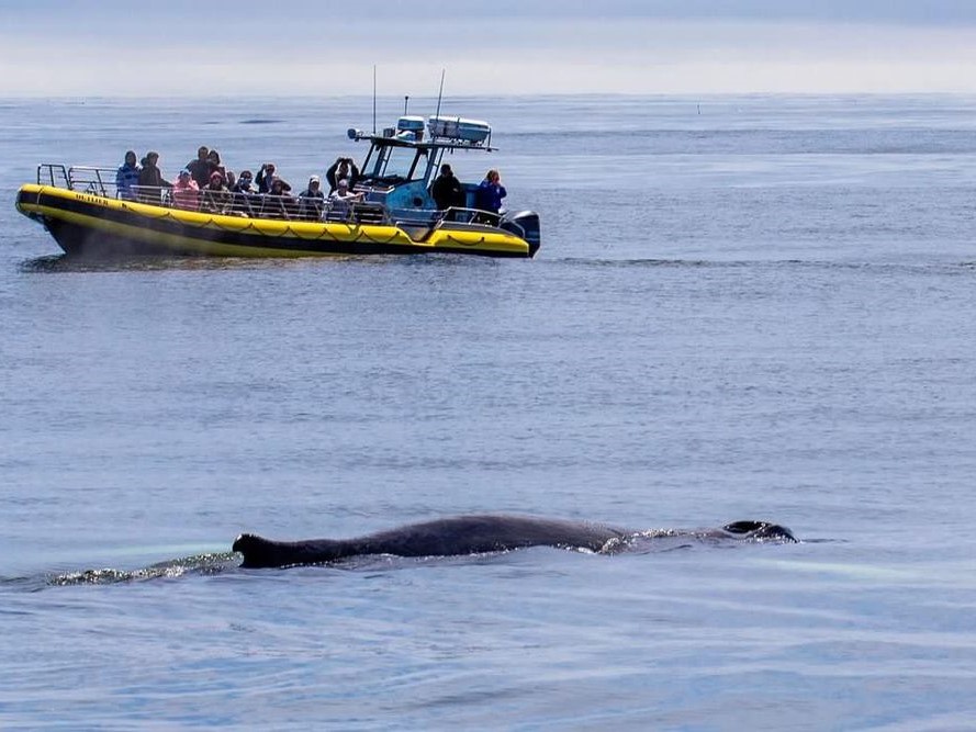 whale watching tour on kennebunk river; things to do in kennebunkport me