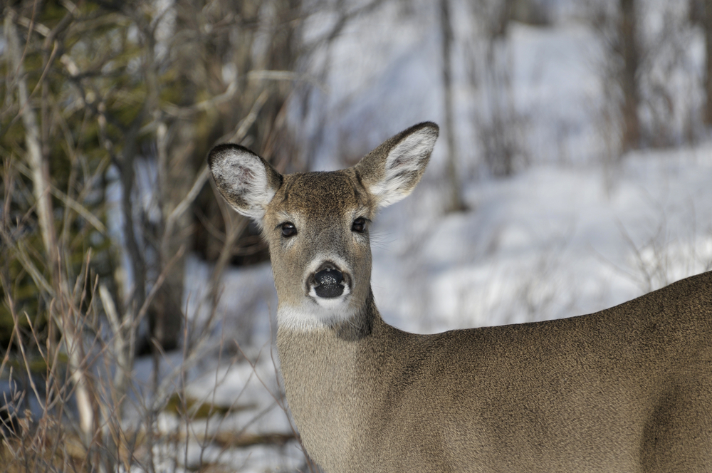 John Hay Wildlife Refuge