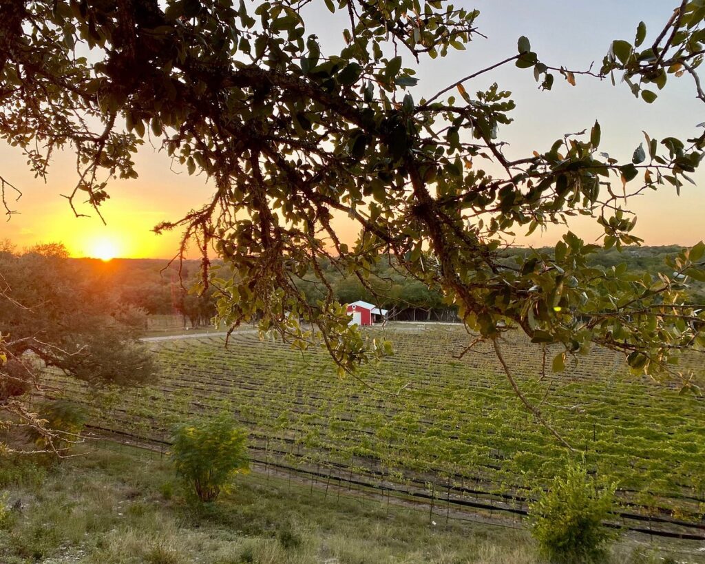 Seventh Son Vineyards, texas hill country 