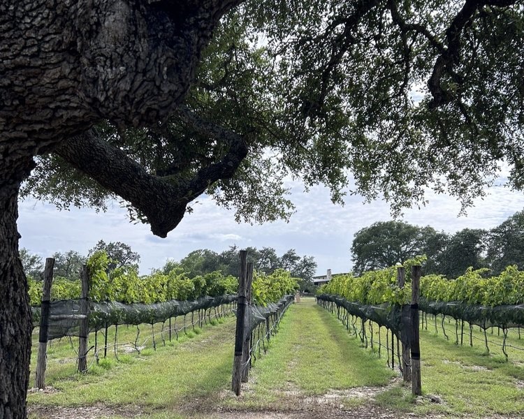 Seventh Son Vineyards greenery views